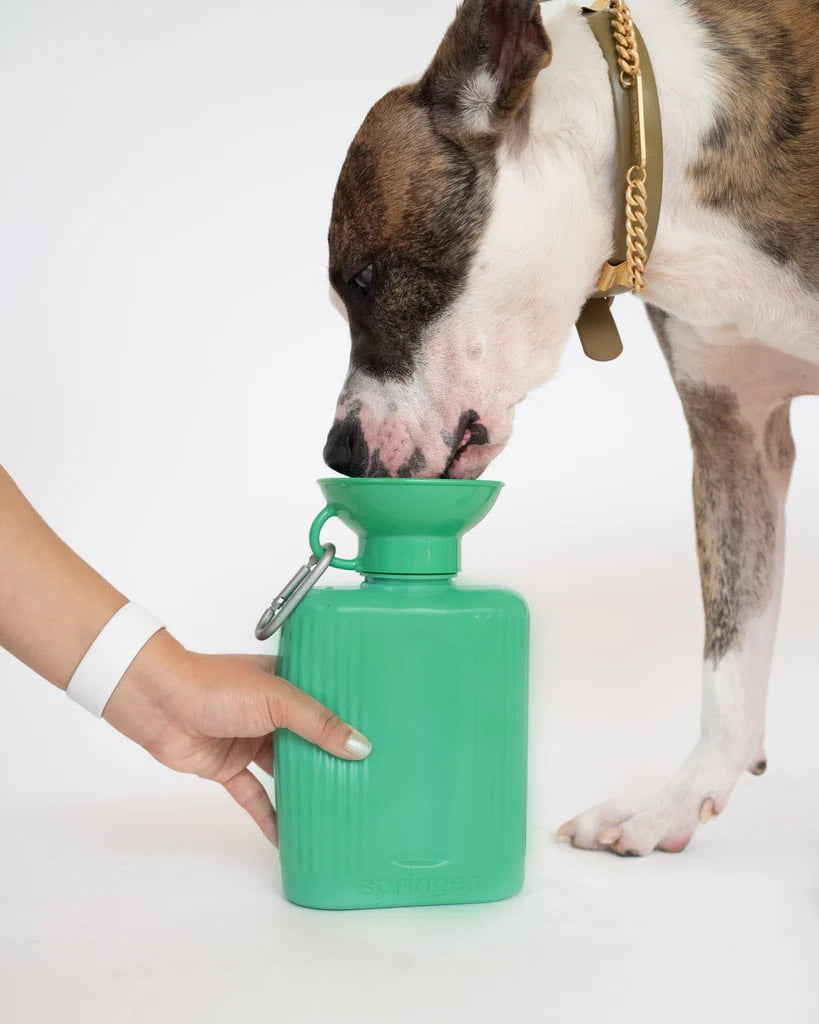 Springer Growler Dog Travel Water Bottle (Springer Green)